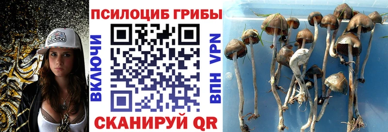 Псилоцибиновые грибы Psilocybine cubensis  купить наркотики цена  Новозыбков 